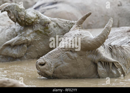 Büffel, Syncerus caffer, wie diese im Murchison Falls National Park, genießen Sie einen guten Schlamm wälzen, um zu helfen, Ihre Haut vor Sonne und Parasiten schützen. Stockfoto