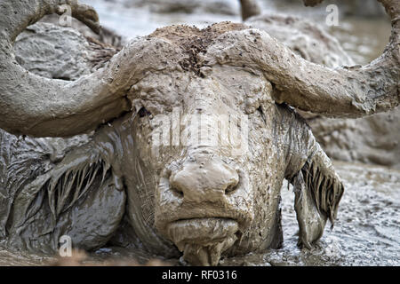 Büffel, Syncerus caffer, wie diese im Murchison Falls National Park, genießen Sie einen guten Schlamm wälzen, um zu helfen, Ihre Haut vor Sonne und Parasiten schützen. Stockfoto