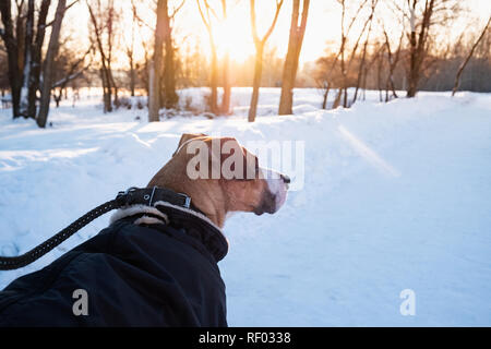 Wandern mit Hund in warmen Parka auf kalten Wintertag. Hund an der Leine an einem Park, Nahaufnahme Stockfoto