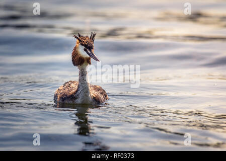 Ein haubentaucher (Podiceps cristatus) ist das schwimmen auf der Wasseroberfläche, auf der Suche interessiert und noch nass vom letzten Tauchgang. Stockfoto