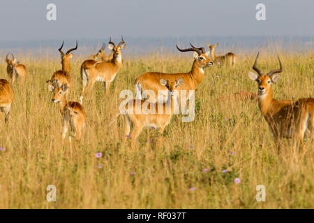 Murchison Falls Nationalpark, Uganda, schützt eine wichtige Bevölkerung Ugandas Kob, Kobus kob thomasi. Stockfoto