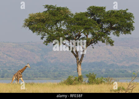 Murchison Falls Nationalpark, Uganda, schützt eine wichtige Bevölkerung der gefährdeten Rothschild Giraffe Giraffa Camelopardalis victoriae, Stockfoto