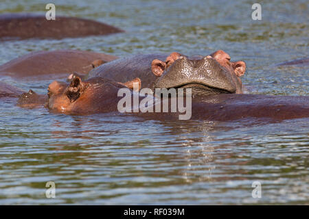 Ein Pod von Flusspferden aalen sich in der Sonne in den Nil, Murchison Falls Nationalpark, Uganda. Stockfoto