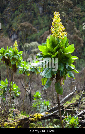 Am 2. Tag auf der Kilembe Route, Rwenzori Nationalpark, Uganda, Wanderer, das Heidekraut vegetation Zone mit einzigartigen Pflanzen wie diese senecio Bäume Stockfoto