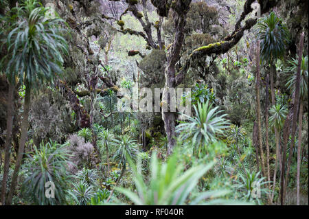 Am 2. Tag, Wanderer auf dem Weg durch Kilembe Rwenzori Nationalpark, Uganda, den Heather vegetation Zone. Dies ist die Ansicht von mutinda Camp. Stockfoto