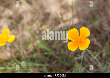 Wildblumen der Viktorianischen High Country, australischen Alpen, Victoria, Australien Stockfoto