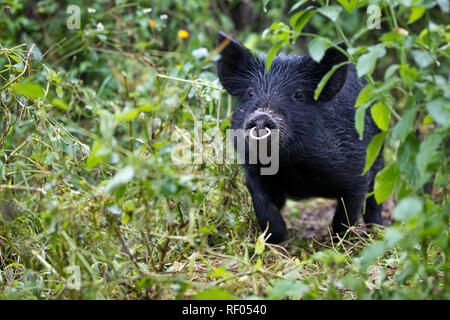 Am ersten Tag der Wanderung auf der Kilembe Route durch die rwenzori Nationalpark, Uganda, Wanderer pass Dörfer mit kleinen Landwirtschaft. Stockfoto