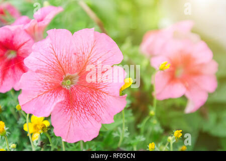 Blumen und Grünes Blatt Hintergrund im Garten am sonnigen Sommer oder Frühling Postkarte Schönheit Dekoration und Landwirtschaft Konzept Design. Petunia Blume Stockfoto