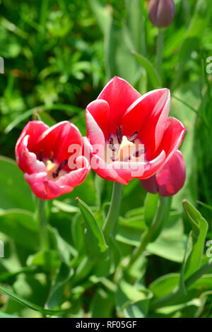 Tulip, Tulpen, Tulipa, tulipán sp. Stockfoto