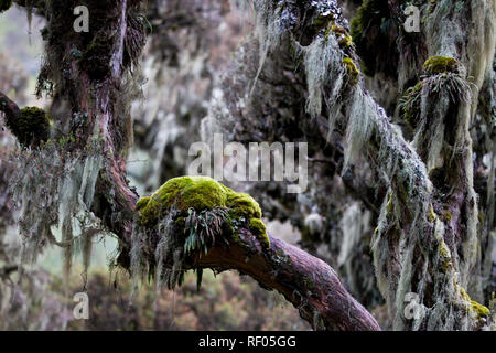 Am 2. Tag, Wanderer auf dem Weg durch Kilembe Rwenzori Nationalpark, Uganda, den Heather vegetation Zone. Dies ist die Ansicht von mutinda Camp. Stockfoto