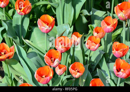 Tulip, Tulpen, Tulipa, tulipán sp. Stockfoto