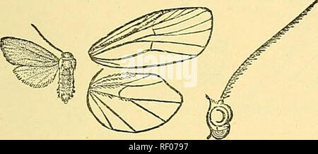 . Katalog der Lepidoptera Phalaenae im British Museum. Schmetterlinge, Lepidoptera. lAMBTTLi. 99 IP'. Hinterflügeln der männlichen mit der Zusammenfallenden Venen 6, 7 gerade; die Zelle kurz, mit Fransen der Haare auf subcostal und Median nervures. 174. Lamliula iridescens. Scoliacma iridescens, Lucas, Xirby, Kat. Het. S. 288.. Abb. 35.- Lamhida iridescens, (^. . Bane {Turner), 1 S • Exp. 24 Millim. S. Linn. Soc. N.S.W. (2) iv. S. 1068 (1890); cJ. Kopf, Thorax, und Vorderflügel ochreous getönt mit Fulvous; Abdomen grej" ish, ochreous in Richtung extremitJ^ Hinterflügel blasser ochreous, den medialen Teil der Küstengebiet Tönung Stockfoto