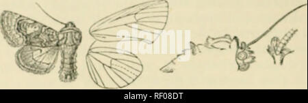 . Katalog der Lepidoptera Phalaenae im British Museum. Motten. 288 N (KTriD. K. medial Line blnck, schräg von coHta zu Median nervuro. In suhmcdian Htroiifrly incurvod iiitcrHjmce und anfjled oiitwardH alwve innere Mai&gt;?; clavilorni modiTatc definiert. l "y Schwarz: Orbicular wbito incumpletely detined l "y Schwarz und witli reiblisb-braun Center, rund, mit einigen wliite suffusion über Im-Iow der unteren Extremität und; reniforni Dunkelbraun definiert") y schwarz und mit weißlichen Ringkanal auf der Innenseite und oben; ein undeutlicher winkte medial Linie; postmedial line Doppel, stark, schwarz, gebogen nach außen Stockfoto