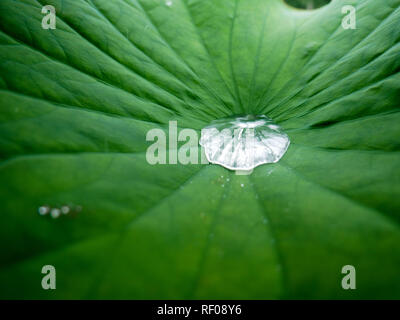 Tropfen Wasser auf einen grünen Lotus Blatt Stockfoto