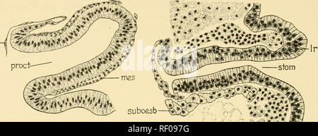 . Embryologie von Insekten und myriapods; die Entwicklungsgeschichte von Insekten, Tausendfüßler und millepedes vom Ei desposition [!] zu schlüpfen. Embryologie - Insekten; Embryologie - Myriapoda. 348 Embryologie VON INSEKTEN UND MYRIAPODS. A B Abb. 306.- Diacrisia. Proctodaeum (A) und stomodaeum {B) 65-Std.-Embryo. {Bin) Amnion. {Ir) Labrum. (Wes), Mesoderm, {vroct) Proctodaeum. {Stom) Stomo - daeum. (Suboesb) Subesophageal Körper.. Bitte beachten Sie, dass diese Bilder aus gescannten Seite Bilder, die digital für die Lesbarkeit verbessert haben mögen - Färbung und Aussehen dieser Abbildungen m extrahiert werden Stockfoto