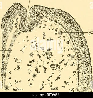 . Embryologie von Insekten und myriapods; die Entwicklungsgeschichte von Insekten, Tausendfüßler und millepedes vom Ei desposition [!] zu schlüpfen. Embryologie - Insekten; Embryologie - Myriapoda. HYMENOPTERA 329 ergibt sich aus der somatischen Schichten. Das Herz wird in der üblichen Weise aus dem cardioblasts gebildet. Eine Masse von Mesodermzellen, bilden Sie das vordere Ende des Mesoderms und offenbar vom primären Leiter Seg- ment, umgibt die stomodaeum auf seiner Erscheinung und bildet später die muskuläre Schicht der Fore-gut. Eine ähnliche Masse am hinteren Ende des Embryos bildet die muskuläre Schicht Stockfoto