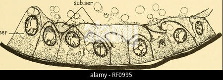 . Embryologie von Insekten und myriapods; die Entwicklungsgeschichte von Insekten, Tausendfüßler und millepedes vom Ei desposition [!] zu schlüpfen. Embryologie - Insekten; Embryologie - Myriapoda. NEUROPTERA UND COLEOPTERA 309 Am zehnten Tag das Herz ist auf der dorsalen Seite abgeschlossen, vorher die Verlängerung, wo es verbiegt ventrad unterhalb des Gehirns (Abb. zu beenden. 257). Die Zellen der mycetom zu dieser Zeit in einen Ring um den stomo daeal Ventil angezeigt, sind aber noch in der Mitte gut. Der subserosa beginnt seine Entwicklung frühzeitig. Es erscheint als Sekret der Serosa Zellen zum Zeitpunkt der Schwanz des Embryos Stockfoto