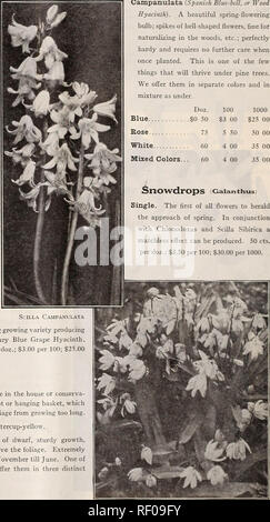 . Dreer Hochsommer Liste 1929. Blumen Samen Kataloge ; Obst ; Gemüse Samen Samen Kataloge Kataloge; Baumschulen (Gartenbau) Kataloge; Gartengeräte und Zubehör Kataloge. McscAKi, Traube Hvaci nicht h MuSCari Traubenhyazinthen) Einer der schönsten Frühling Blumen- Zwiebeln, wachsende ca. 6 Zoll hoch, und oben werfen zahlreiche Spitzen der Blumen, eine Miniatur invertiert Bündel ähneln der Trauben. Sie sind vollkommen winterhart, und Einmal gepflanzt, sich um sich selbst, und aus diesem Grund sie weitgehend für die Einbürgerung, besonders unter dem Gras und in Wäldern oder anderen schattigen p verwendet werden. Stockfoto