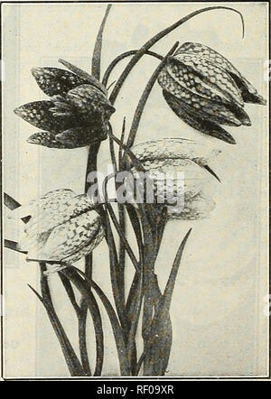 . Dreer Hochsommer Liste 1927. Blumen Samen Samen Kataloge Kataloge; Gemüse; Baumschulen (Gartenbau) Kataloge; Gartengeräte und Zubehör Kataloge. Chionodoxa CROCUS Diese brillante und universell bewundert spring flower wird in jedem Boden oder Lage gedeihen, sondern auf die höchste Perfektion in einem offenen Bett oder Grenze von tiefen, satten sandiger Lehm angebaut werden sollte mitgebracht werden. Für eine vollständige kulturelle Hinweise finden Sie in unseren Buch, "Hinweise für den Anbau von Zwiebeln." Preis, 25 cts.; oder senden Sie die Kunden, ob für die zum Zeitpunkt der Bestellung. DREER GIANT'S genannt, das sind große Zwiebeln der Besten Stockfoto