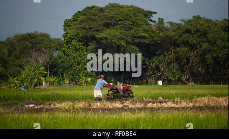 Landwirt in reis plantage Arbeiten mit Deichsel Traktor. paddy Bauer das Land pflanzen Reis bereitet. Ackerland mit landwirtschaftlichen Kulturen in ländlichen Gebieten Java Indonesien Stockfoto