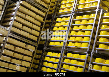 Käse Lagerung Hintergrund mit Akzent auf große Köpfe von frischem cneese Stockfoto