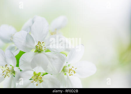 Weiß apple tree Blumen close-up im Frühling Garten, mit copy-Raum Stockfoto