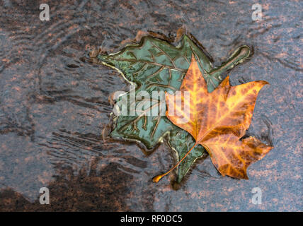 LONDON, Großbritannien - 25 November 2018: Zwei Bronze- und Ahorn natur Blätter in Kanada Memorial im Green Park für die Mitglieder der kanadischen Truppen während der Weltkriege getötet Stockfoto