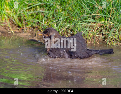 Amsel Turdus merula Weiblich baden in Pfütze Wintermorgen in Norfolk Stockfoto