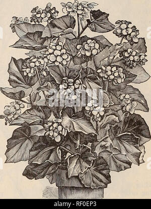 . Katalog von Pflanzen: Frühjahr 1889. Baumschulen Ohio Kataloge; Blumen Kataloge. 8.±F. AUricTi, Florisl, Springfield, Ohio. BOUVAKDIAS. Strauchigen Pflanzen, mit corymbs von Weiß, Rosa, Purpur und Scharlach Blumen blühen im Sommer und im Winter. Ihre schillernden Reichtum der Farbe und die Bildung von Blüten machen sie zu einer der besten unserer Winter-blühenden Pflanzen für Blumensträuße. Alfred Neuner. - eine Neuheit der letzten Einführung, mit reinem Weiß mit Blumen. Preis, 15 c*s. Präsident Garfield. - ein schöner Farbton von Pink, Pro-fectly verdoppeln. Preis, 15 Cent. Davidsonii. - Klar Weiß, von einem Bea Stockfoto