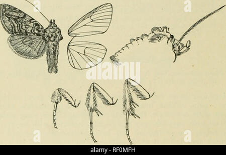 . Katalog der Lepidoptera Phalaenae im British Museum. Motten. 44,2 XOCTUTD. i:. Ilah. E. SiUKRlA, Ussuvi;. Japax. Hakodate, 1S Typ, Oiwake (P/I/er), 1 2, Fushiki {Leech), 1, 6, Tokio (Maries), 1? . Exj). 34-42 Millim. 8264. Chrysoptera c-AUREUM. C-Phalana unreum, Knonh, Beitr. d. s. 7, Pi. 1. w. 2 (1751); Esp. Sclimett. iv. pi. 110. w. 1; Stand. Kat. Lep. pal. S. 235. Nwtua concha, Fahr. IMaiit Ins.ii s. 1 (11 (1787); Hubn. Eur. Sehmett., Noct. ff 287 (187), 4,58; Dup. Lep. Fr. vii. 2. s. (JG, Pi. lo'J. w. 3; Frr. Beitr. pi. 7 (5. Kopf und Thorax dunkelbraun mit blau-grau gemischt, die Stockfoto