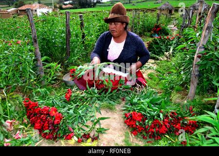 Ernte Astromelias Lilien-bäuerlichen Gemeinschaft in Humacchuco - Nationalpark Huascaran. Abteilung der Ancash. PERU Stockfoto