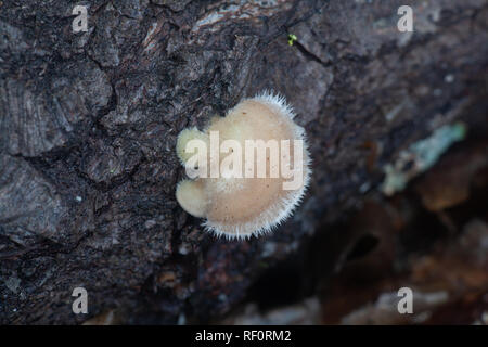 Haarige Halterung Pilz Trametes hirsuta Stockfoto