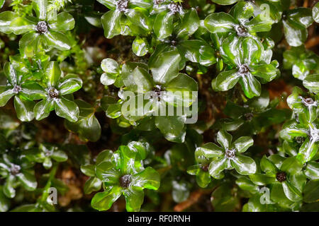 Gepunktete Thymian - Moos oder roten Cent Moss, Rhizomnium punctatum Stockfoto