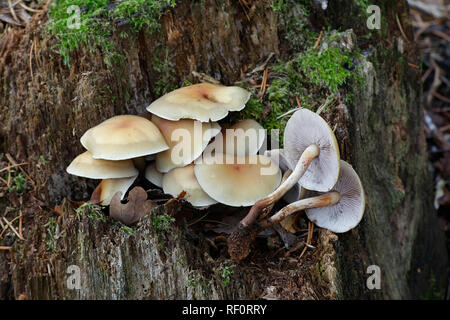 Conifer Büschel Pilz, Hypholoma capnoides, eine essbare wild mushroom aus Finnland Stockfoto