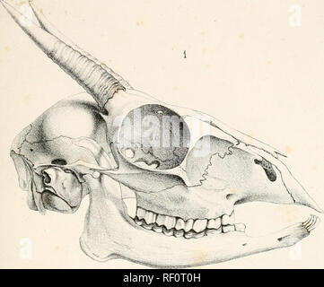 . Katalog von Wiederkäuern Mammalia (Pecora, Linnaeus) im Britischen Museum. Tai. l. Bitte beachten Sie, dass diese Bilder sind von der gescannten Seite Bilder, die digital für die Lesbarkeit verbessert haben mögen - Färbung und Aussehen dieser Abbildungen können nicht perfekt dem Original ähneln. extrahiert. British Museum. Abteilung für Zoologie. [Säugetiere]; Grau, John Edward, 1800-1875. London: British Museum Stockfoto