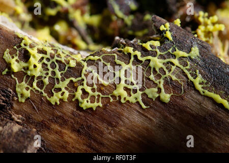 Fuligo septica ist eine Pflanzenart aus der Gattung der plasmodial Schleimpilze, allgemein als das Rührei Schleim bekannt, Blumen von Tan, oder Hund erbrechen Schleimpilze Stockfoto