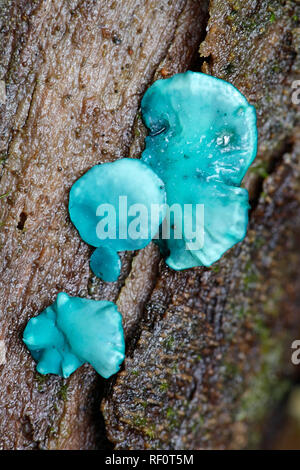 Chlorociboria aeruginascens, die gemeinhin als die Grüne elfcup oder das grüne Holz cup Stockfoto