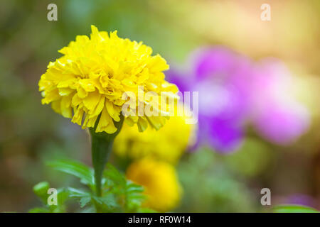 Gelbe Ringelblumen sind groß, schön in den Garten als ein Produkt der Landwirtschaft. Stockfoto