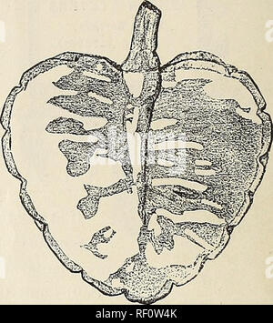. Katalog der Palm und Zitrusfrüchten Baumschule einschließlich Tropische und subtropische Früchte Bäume. Baumschulen (Gartenbau) Kalifornien Santa Barbara Kataloge; tropische Pflanzen Kataloge; Obstbäume Sämlinge Kataloge. ANONA RETICULATA.. Abschnitt der ANONA RETICULATA. ANACARDIUM OCCIDENTALE. (Die Cashew-nuss.) Eine elegante Baum, duftende Blumen, durch eine essbare Frucht einer sub gelungen - saurem Geschmack. Jede SI. ACHRAS SAPOTA. (Sapodilla.) Hat eine Frucht so groß wie eine Quitte; das Fleisch wird als Gelb als Zuckerbrot; sie hat eine Stimme, Geruch und Geschmack sehr schön, etwas in der Größenordnung von einem sehr reichen und sw Stockfoto