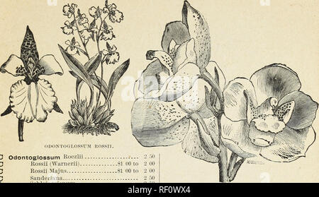 . Ein Katalog von Orchideen für 1890, kultiviert und für den Verkauf von John Saul, Gärtnerei, seedmsman und Blumenladen, Washington, D.C. Baumschulen (Gartenbau) Kataloge Kataloge; Pflanzen; Orchideen Samen Kataloge. JOHN SAUL'S KATALOG von Orchideen. ODONTOGLOSSUM EOSSII. Odontoglossum Roezlii 2) 0 Rossii (Warnerii) SI 00 bis 2 00 Rossii Majns.-:?1 00 2 00 2 50 Sanderiana SpleDdeus Schleiperiauum 2 50 2 50 2 50 Vexillarium Triumphans 2 50^Yarsceviczii Oncidium Altissimum Ampliatum 2 50 2 00 2 50 Aurosum Ampliatum Majus 2 50 Ancifenim 2 50 Bicolor 2 50 Barkeriiâsee Tigrinum. Bicallosum 2 00 Cavend Stockfoto