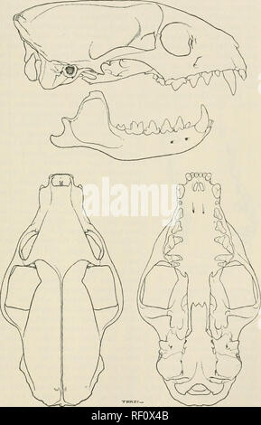 . Katalog der Säugetiere des westlichen Europa (Europa ohne Russland) in der Sammlung des British Museum. Säugetiere. MDNGOS 443 oder unregelmäßig aiigular - emarginate, nie mit median Projektion; mesopterygoid Raum viel weniger als doppelt so lang wie breit, Parallel-seitig; hamulars robust, der verdickten Enden gebogen. RiG. 92. Mimgos ividdringtonii. Keduced.. Bitte beachten Sie, dass diese Bilder sind von der gescannten Seite Bilder, die digital für die Lesbarkeit verbessert haben mögen - Färbung und Aussehen dieser Abbildungen können nicht perfekt dem Original ähneln. extrahiert. Britische Mu Stockfoto