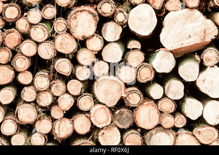 Holzscheite. Anmeldung im herbstlichen Wald Holz. Frisch geschnittenen Sie Baumstämmen als Hintergrundtextur aufgestapelt Stockfoto