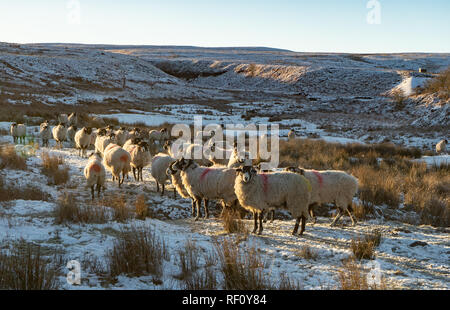 Swaledale Mutterschafe im Schnee Stockfoto