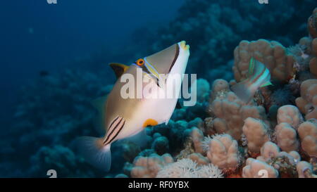 1001 trigger Fisch oder Picasso trigger Fische schwimmen auf dem Riff im Roten Meer, Ägypten Stockfoto