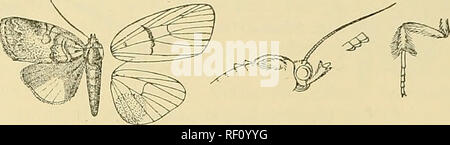 . Katalog der Lepidoptera Phalaenae im British Museum. Motten. 288 NOCTUIDJE. Kamm des schwärzlich Skalen, die postraerlial Bereich mit einem goldenen Glanz zwischen Adern 6 und 1; antemedial Linie undeutlich Doppel-, schwärzlich, stark; excurved renit' orra denned von Schwarzen, seinem äußeren Rand zu einem Punkt hergestellt; Spuren einer gewundenen medial Linie; post-mediale Linie schwärzlich, schräg gekrümmte outsvards von Costa an. Abb. 100.- 7 Clettliarina iifens, (J. 6, excurved, Vene zu Vene 4, dann nach innen gebogen und Gyrus; Sub-terminal Line undeutlich, weißlich auf der Innenseite definiert durch schwärzlich poirifs, gyrus Eine Stockfoto