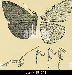 . Katalog der Lepidoptera Phalaenae im British Museum. Motten. 288 KOCTUIDiE,. Abb. 45.- Nyctipao orcina, (^. h. Foro gewinnen^ der männlichen bekleidet mit Samtigen androconia auf iipperside zu post-mediale Linie außer an der Costa; Hinterflügel bekleidet mit Samtigen postniedial androconia auf die Linie. 7410. Nyctipao albicincta. Erchus alUcinctus, Koll. Der hligel Kaschrair, IV, S. 474, Pi. 22 (1844); Hmpsn. Motten ind II S. 461. Weiter zum Erehus, Westw. Cab. Oder. Ent. S. 57, Pi. 28, w. 3 (1848). cJ. Kopf, Thorax und Abdomen schwarz-braun. Vorderflügel bekleidet mit groben Dunkelbraun postmedial androconia auf die Zeile Stockfoto