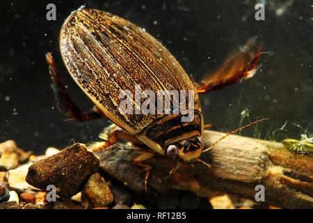 Weniger Tauchen Käfer im Teich Wasser Makro Stockfoto