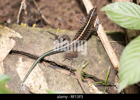 Zentralamerikanischen whiptail (Ameiva festiva) Stockfoto