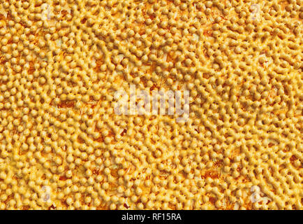 MRSA Close up - 3D-Rendering Stockfoto