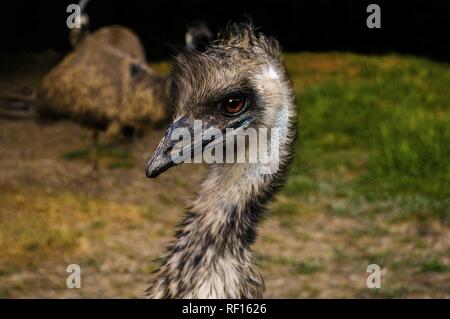 Emu Stockfoto